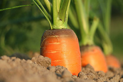 Экономный посев моркови и других мелких семян