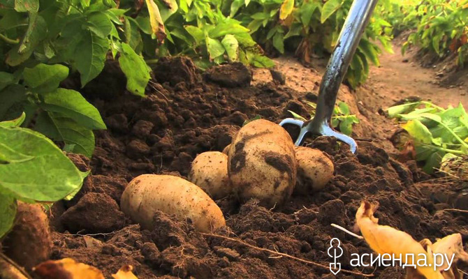 Органика поможет увеличить урожаи картофеля!