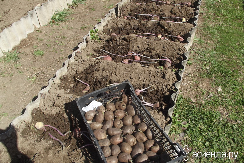 Пророщенный картофель. Посадка пророщенного картофеля. Посадка картошки. Рыхление картофеля. Посадка картофеля ростками.