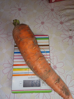 Такая выросла морковка