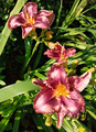 &quot;Purple d'Oro&quot;