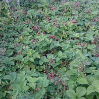 [Россия, Курск] Предлагаю рассаду крупноплодной ароматной садовой земляники старинного сорта.