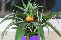 Плодоносящий ананас на подоконнике