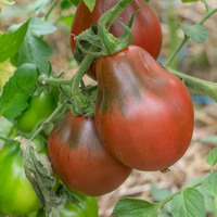 Куплю семена томата Винный кувшин