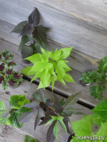 ������ ����� ��������