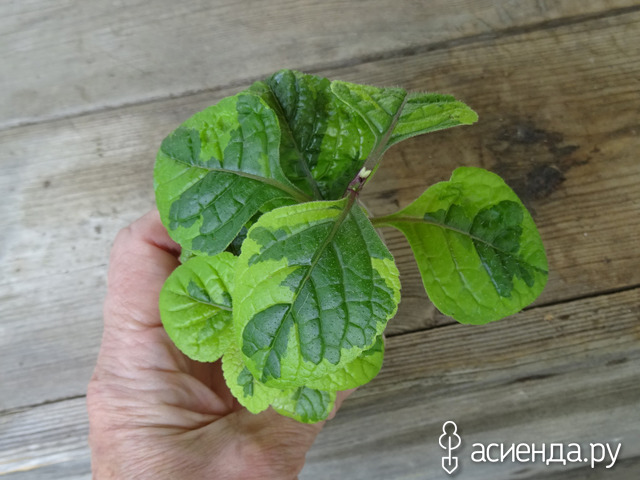 ����������� Lime and Light