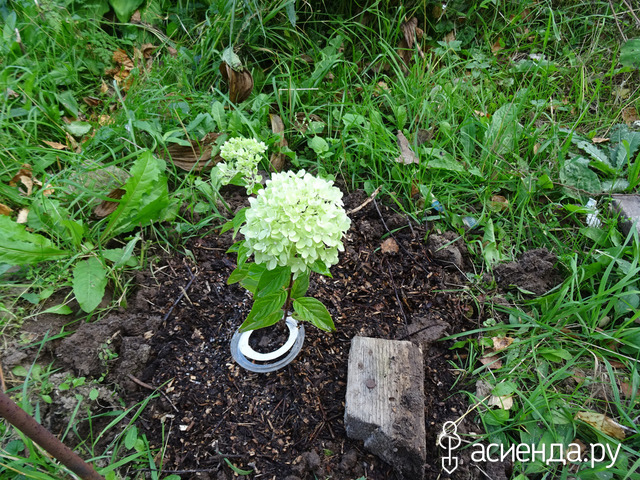 ���� ����