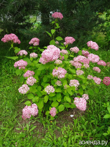 ��������� ������ (���� �������)