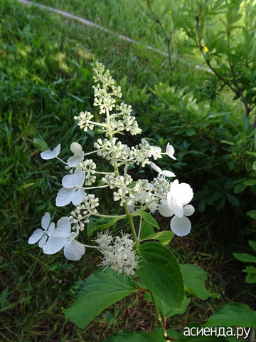 ���� ����