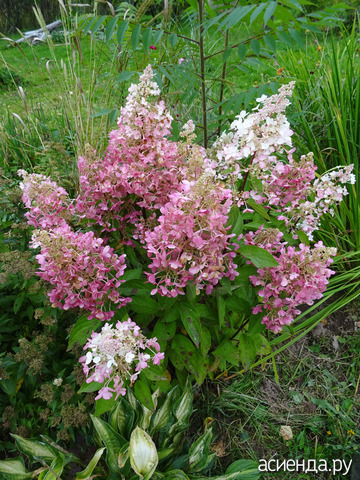 �����-�����