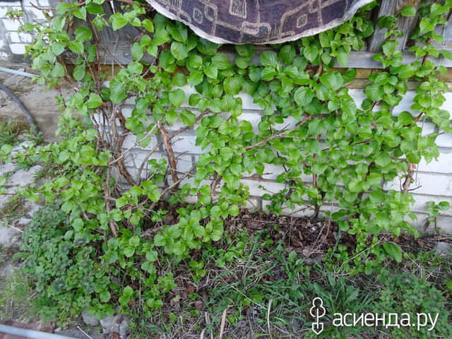 ��������� ����������