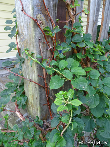 ��������� ����������