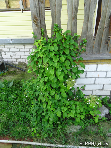 ��������� ����������