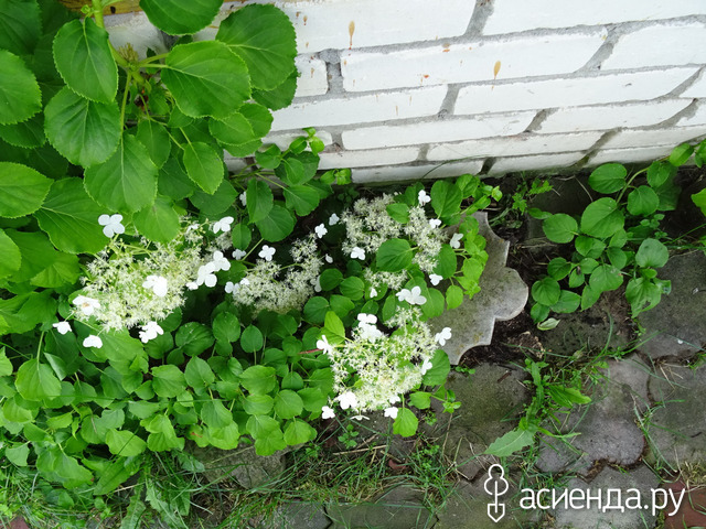 ��������� ����������