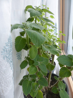 � ����� ����