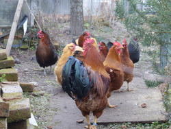 �����������