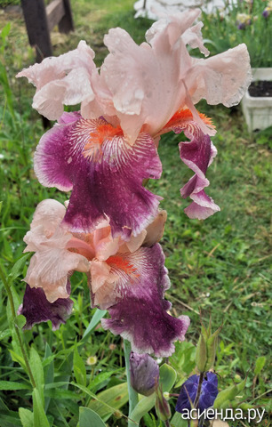 14 