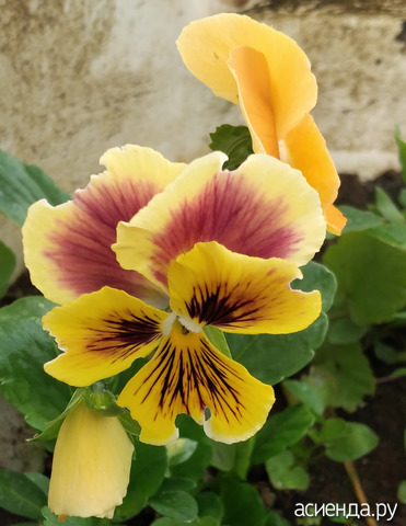 6 