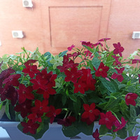 Балконное цветение 2025