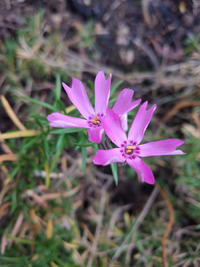 Дачные истории