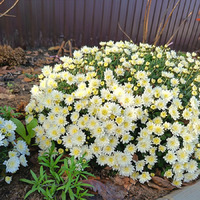 14.11.2025г Тёплая осень.