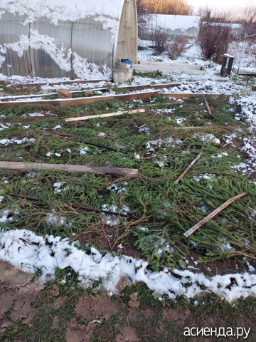 Плантация клубники под лапником на зиму