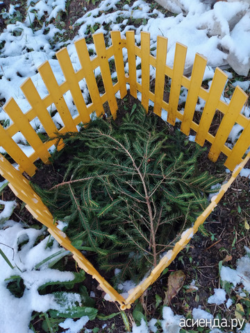 Роза укрыта в зиму