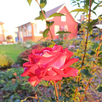 17.10.2025г. Розочки мои.