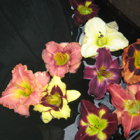 ��������� �������� ��������� �� ����� ��������� �� ������ �����