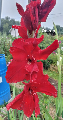 "Оскар"