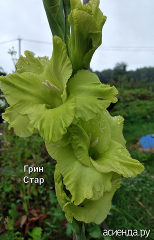 "Грин Стар"