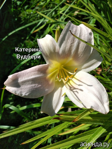 Лилейник "Катерина Вудбери"