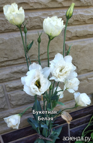 Эустома