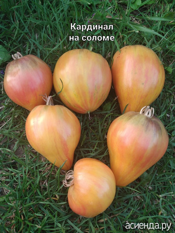 Томаты