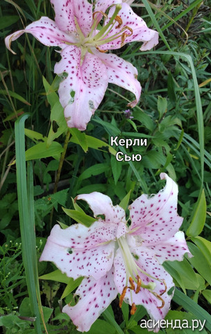 Лилия "Керли Сью"