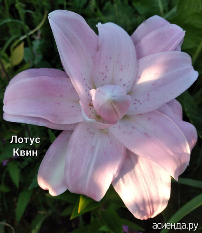 Лилия "Лотус Квин"