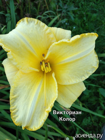 Лилейник
