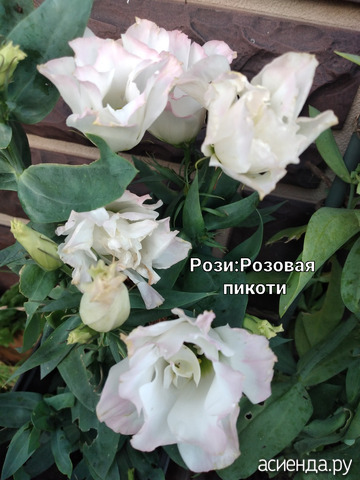 Эустома