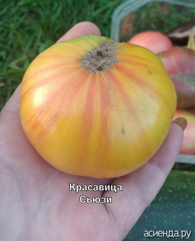 Томаты