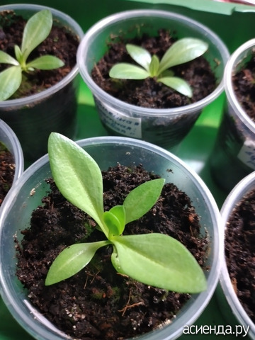 ������� �� 22 ������