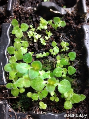 ��������� �� 22 ������