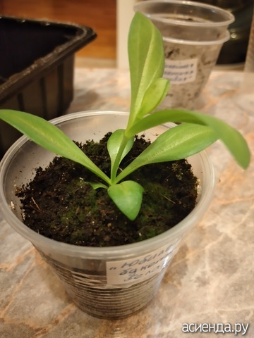 ������� ����� ����������