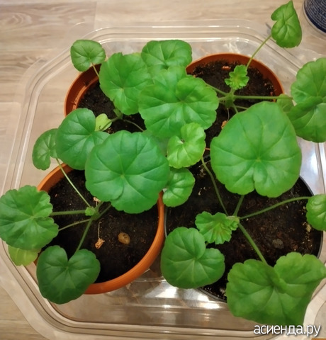 ���������� 2 ������