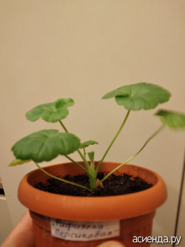 ���������� 2 ������