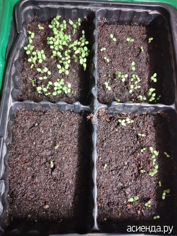 ��������� �� 4 �������