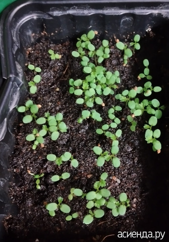 ��������� �� 4 �������