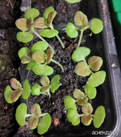 ������� 4 �������