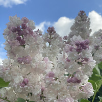 � ��� ���� ������� ������ ���������?