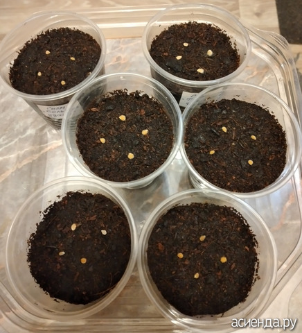 ������ ����� ������� 5 �������