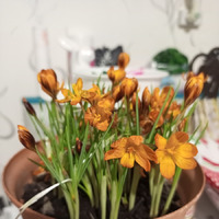 ������ �����...